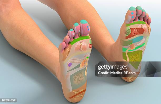 ilustrações de stock, clip art, desenhos animados e ícones de reflexology foot map - reflexology map