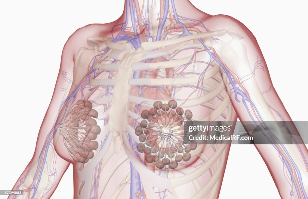 The blood supply of the upper body
