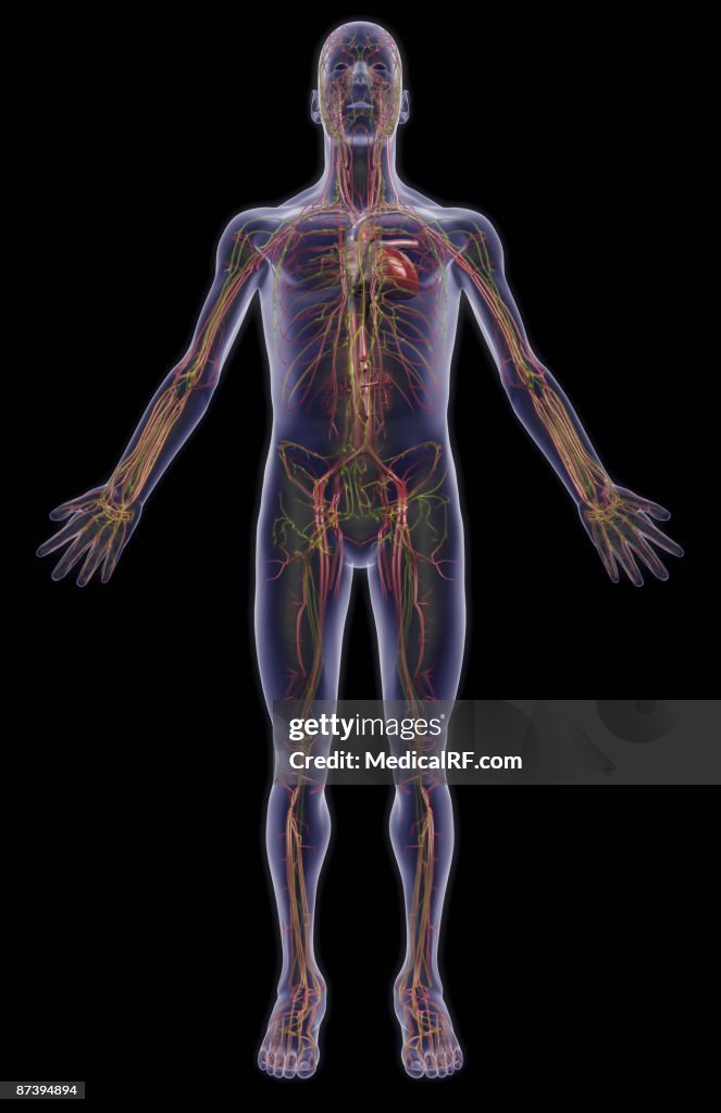 The vascular and lymphatic system