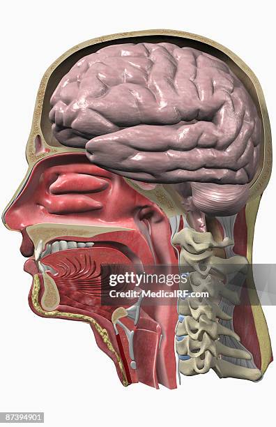 the head and neck - nasal passage stock illustrations