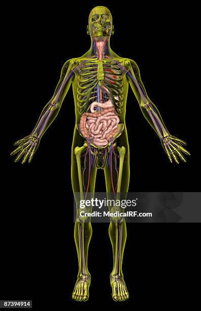 ilustrações, clipart, desenhos animados e ícones de the digestive system - faringe