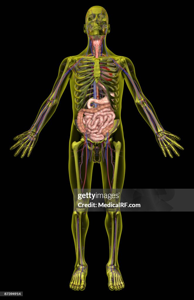 The digestive system