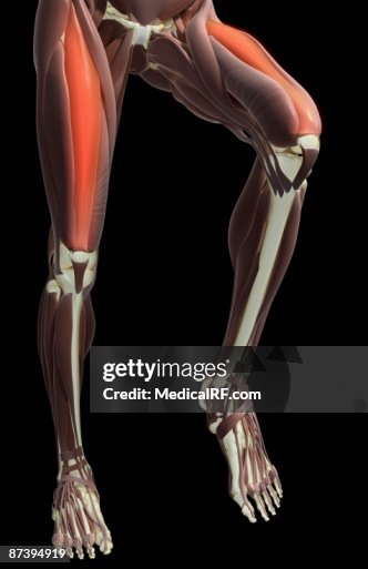 Thigh flexion Thigh flexion