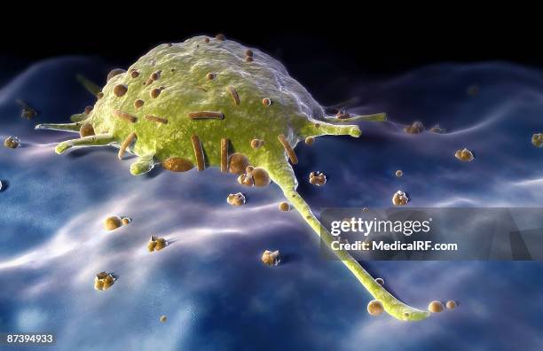 macrophage - phagocyte stock illustrations