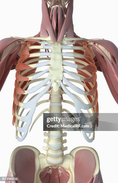 stockillustraties, clipart, cartoons en iconen met serratus anterior - voorste getande spier