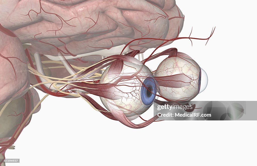 The arteries of the eyes