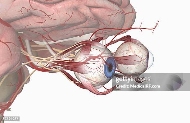 the arteries of the eyes - oculomotor nerve stock illustrations