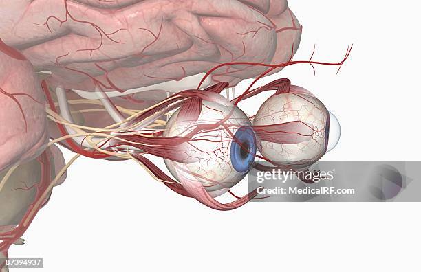 the arteries of the eyes - trochlear nerve stock illustrations