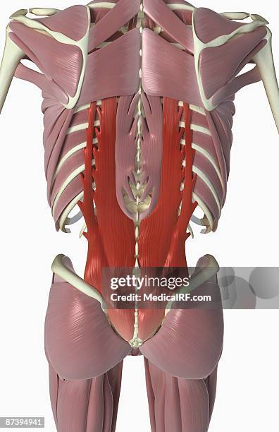 illustrations, cliparts, dessins animés et icônes de muscles of the back - spinalis thoracis