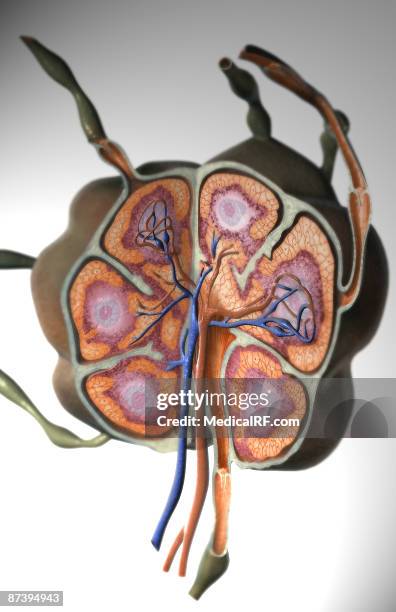 lymph node - lymph node stock illustrations