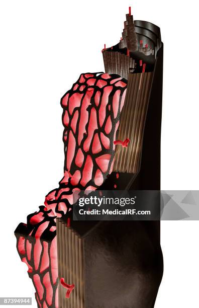 bone internal structure - bone marrow stock illustrations