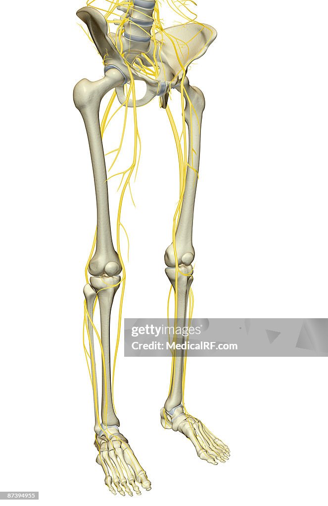 The nerves of the lower body