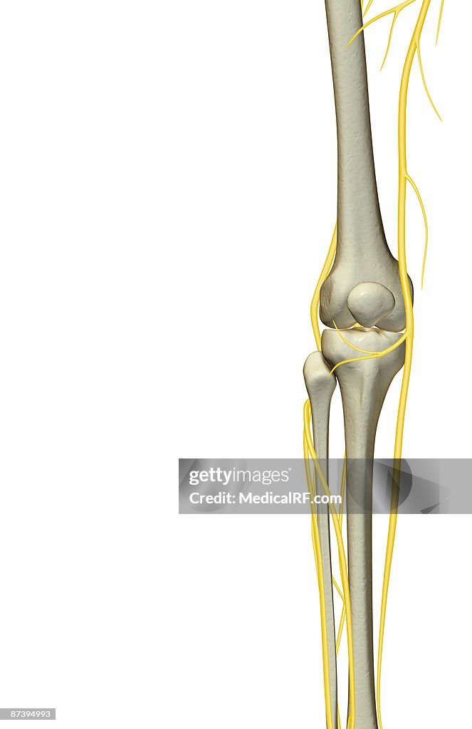 The nerves of the knee