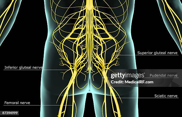 the nerves of the lower body - kreuznerv stock-grafiken, -clipart, -cartoons und -symbole