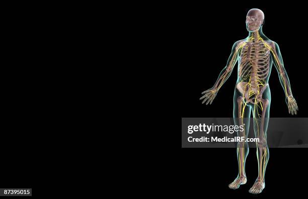 the nervous system - sacral nerve stock illustrations