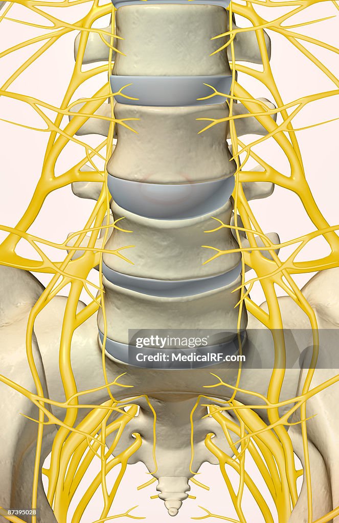 The lumbar and sacral plexus