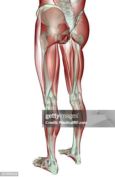 the musculoskeleton of the lower body - gastrocnemius stock illustrations