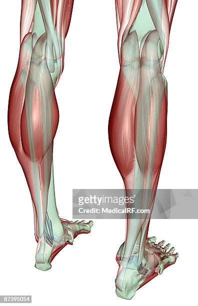 the musculoskeleton of the legs - gastrocnemius stock illustrations