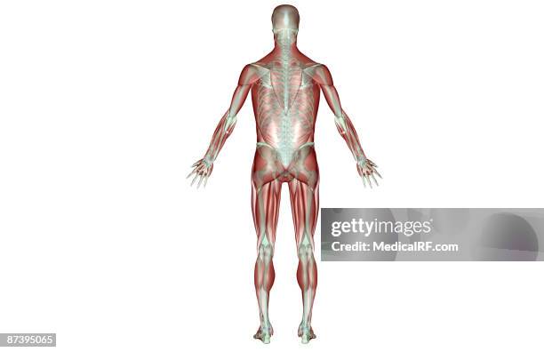 192 Posterior Muscle System Stock Photos, High-Res Pictures, and Images ...