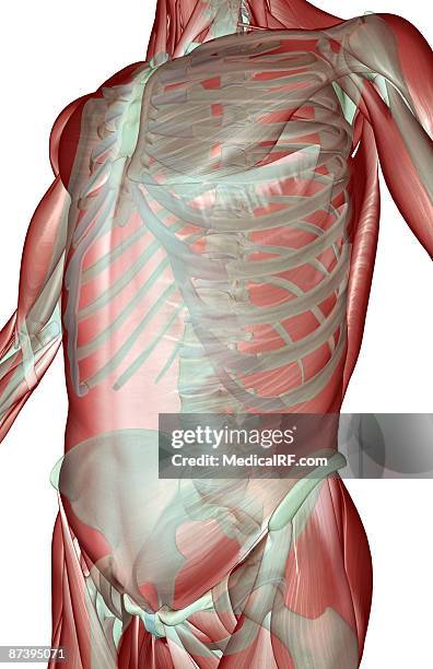 stockillustraties, clipart, cartoons en iconen met the musculoskeleton of the trunk - voorste getande spier