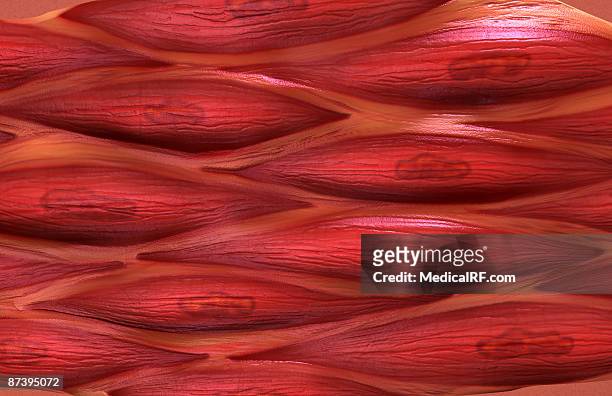 smooth muscle tissue - muscle cell stock illustrations