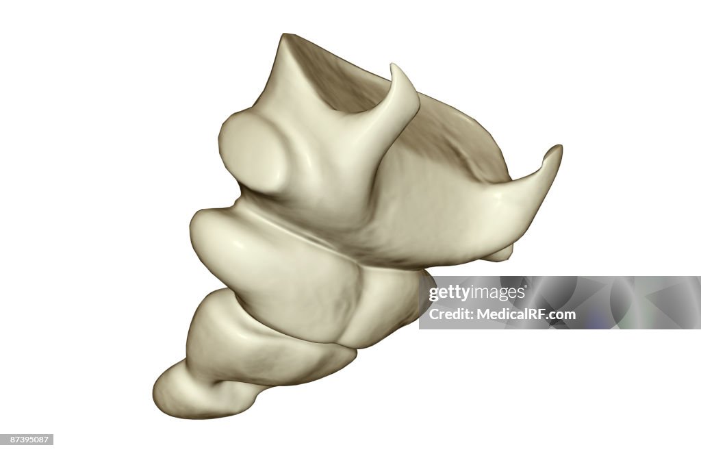 The tail bone