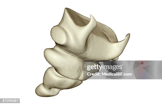 The tail bone The tail bone