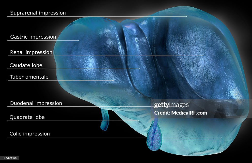 The liver and the gallbladder