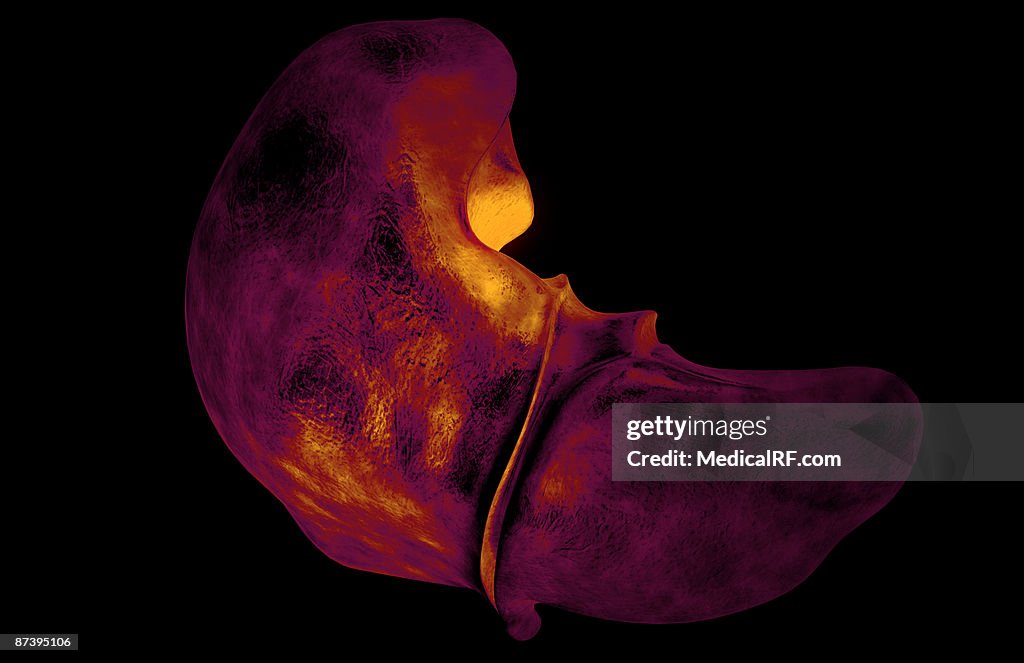 The liver