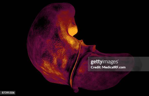 206 Common Bile Duct Stock Photos, High-Res Pictures, and Images