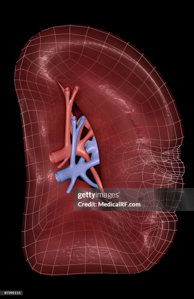 The spleen