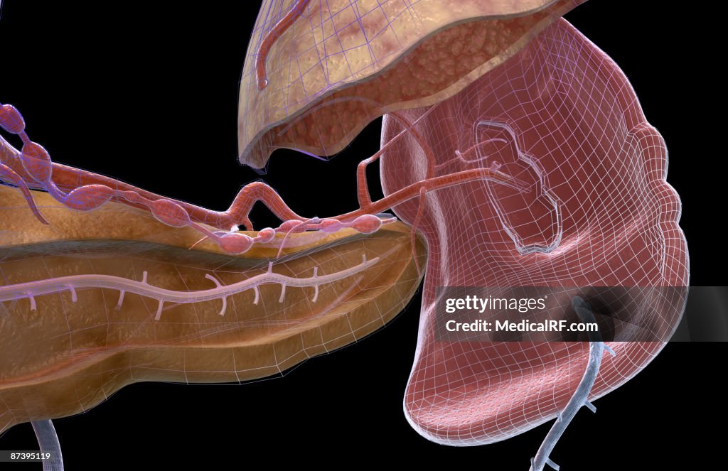 The spleen