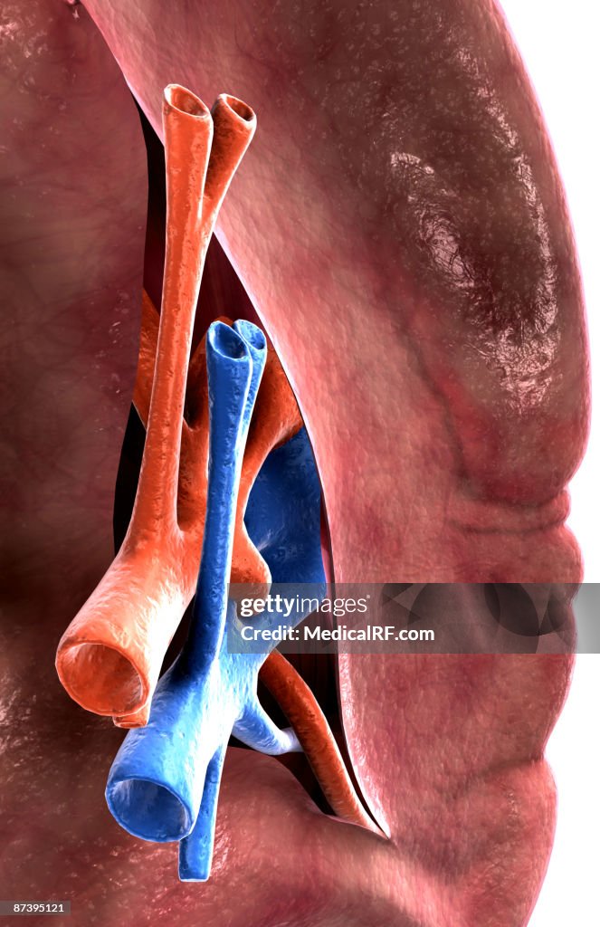 The spleen