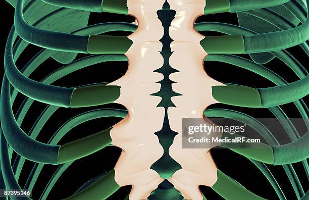 Human Sternum Photos and Premium High Res Pictures - Getty Images