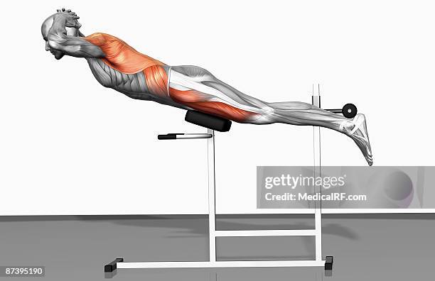 back extensions (part 1 of 2) - transverse abdominis stock illustrations