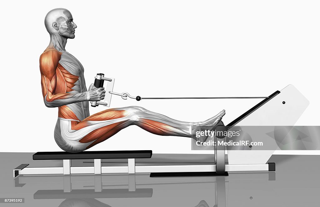 Cable Row Exercise High-Res Vector Graphic - Getty Images
