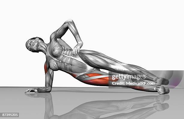 side plank exercise - tibialis anterior muscle stock-grafiken, -clipart, -cartoons und -symbole