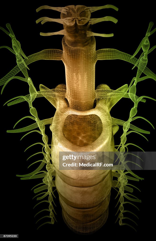 The spinal cord