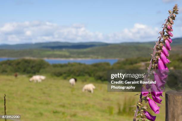 a foxglove and the sheep - digitalis alba stock pictures, royalty-free photos & images