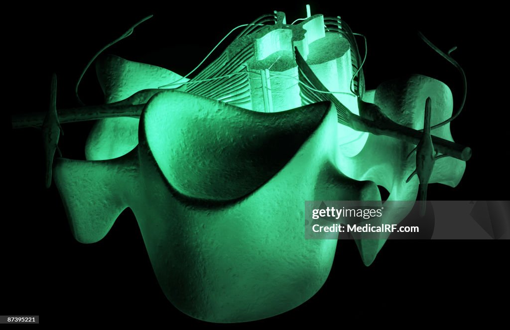 The spinal cord