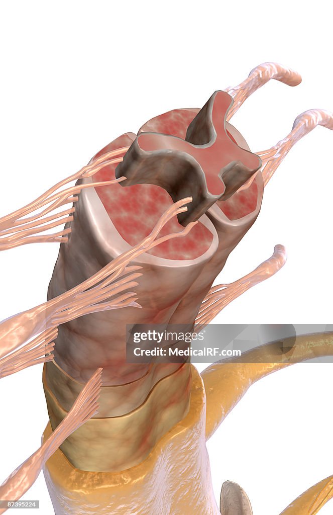 The spinal cord