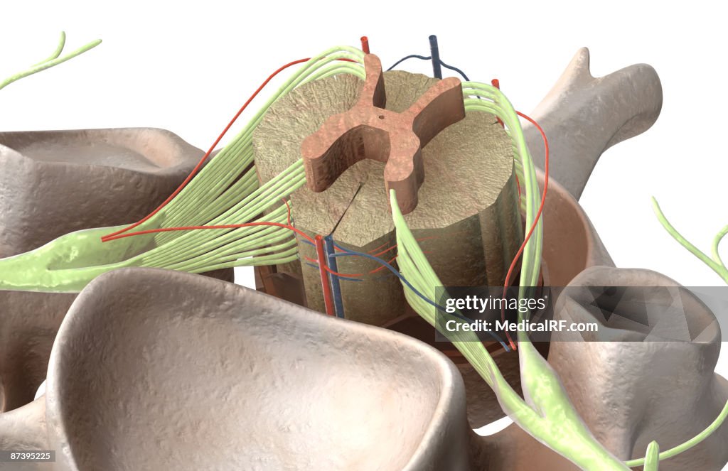 The spinal cord
