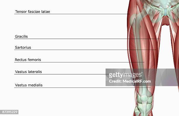 the musculoskeleton of the thigh - vastus lateralis stock-grafiken, -clipart, -cartoons und -symbole