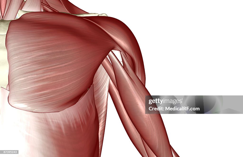 The muscles of the shoulder
