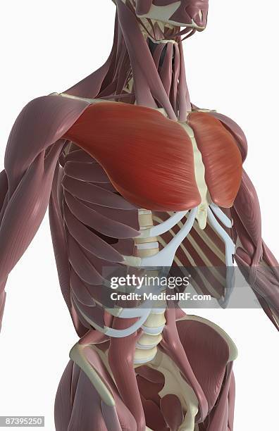 pectoralis major - pectoralis stock illustrations