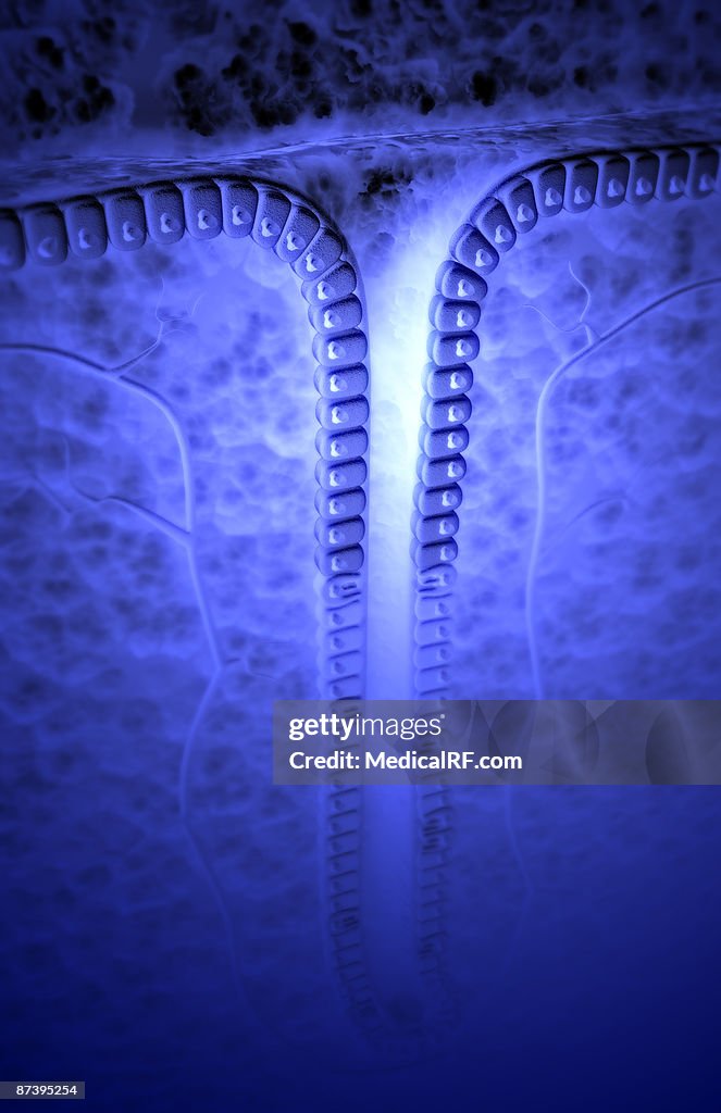 Gastric pit