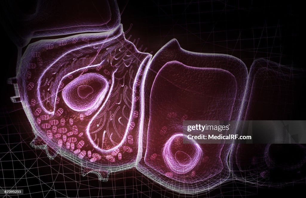 Parietal cell