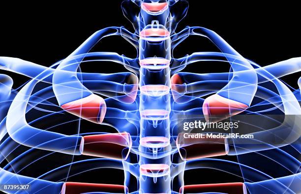 Right Complete Cervical Rib 300 Cervical Rib Stock Photos, High-Res Pictures, and Images - Getty Images