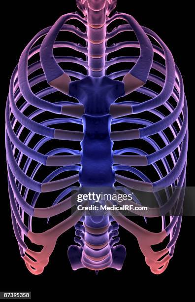 Sternal Reflection 1,151 Human Sternum Stock Photos, High-Res Pictures, and Images - Getty ...