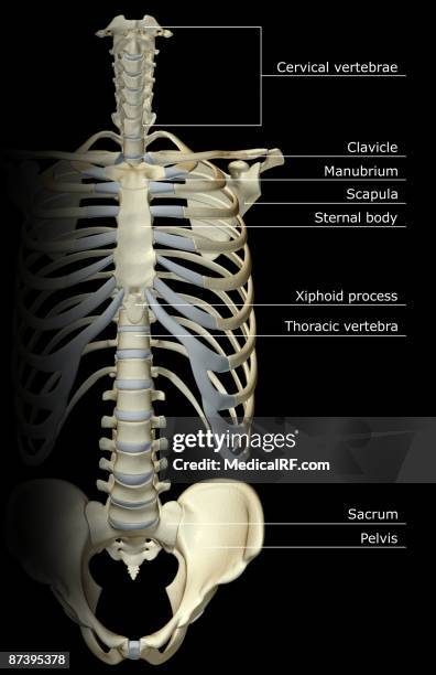 300 Cervical Rib Stock Photos, High-Res Pictures, and Images - Getty Images
